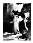 ENCOUNTER Nr 7 1980  Gays Photos