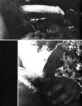 BROOK BUDDIES 1981 Photos