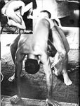 COCKRING 1979 Photos