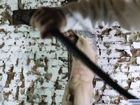 Forgotten Slave - Part I - RusCapturedBoys - Waxing