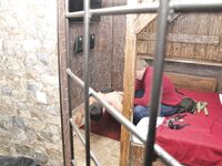 New Captive In The New Chamber - RusCapturedBoys - Waxing