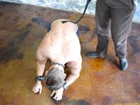 New Slave Yaroslav 1 - RusCapturedBoys - Jocks