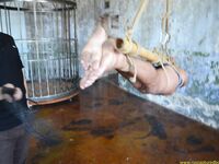 New Slave Yaroslav 2 - RusCapturedBoys - Waxing