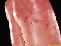 Punishment Of The Rude Slave Part I - RusCapturedBoys - Twink