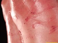 Punishment Of The Rude Slave Part I - RusCapturedBoys - Twink