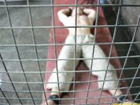 The Obstinate Slave Petr - Final Part - RusCapturedBoys - Muscle